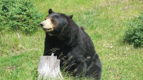 The Washington Fish and Wildlife Commission suspended the 2022 spring bear hunt season after a split vote to authorize the controversial hunt.