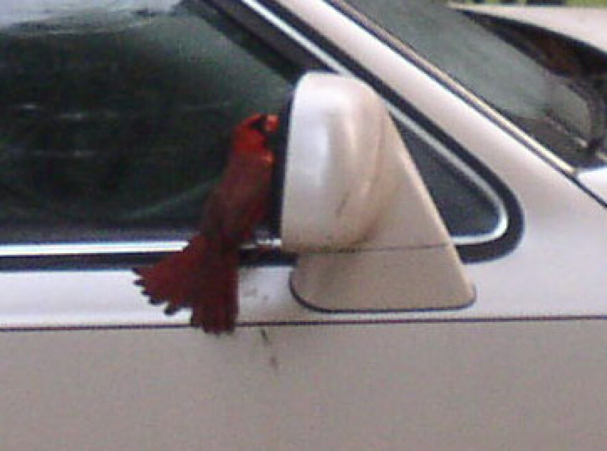 Cardinals recognize their own image as an intruder.