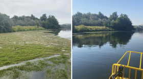 The Yakima River before and after crews cut water stargrass. Crews cut and harvested 15 river miles over 40 days this summer.