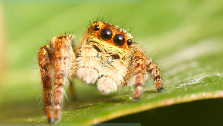 A non-venomous jumpig spider. Ain't he cute?
