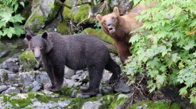 This sow and cub were spotted in the Sitka area in August, 2013. A young male was found dead recently near Sawmill Creek Road. Officials say it may have been poisoned. (Photo by P. Mooney/ADF&G)