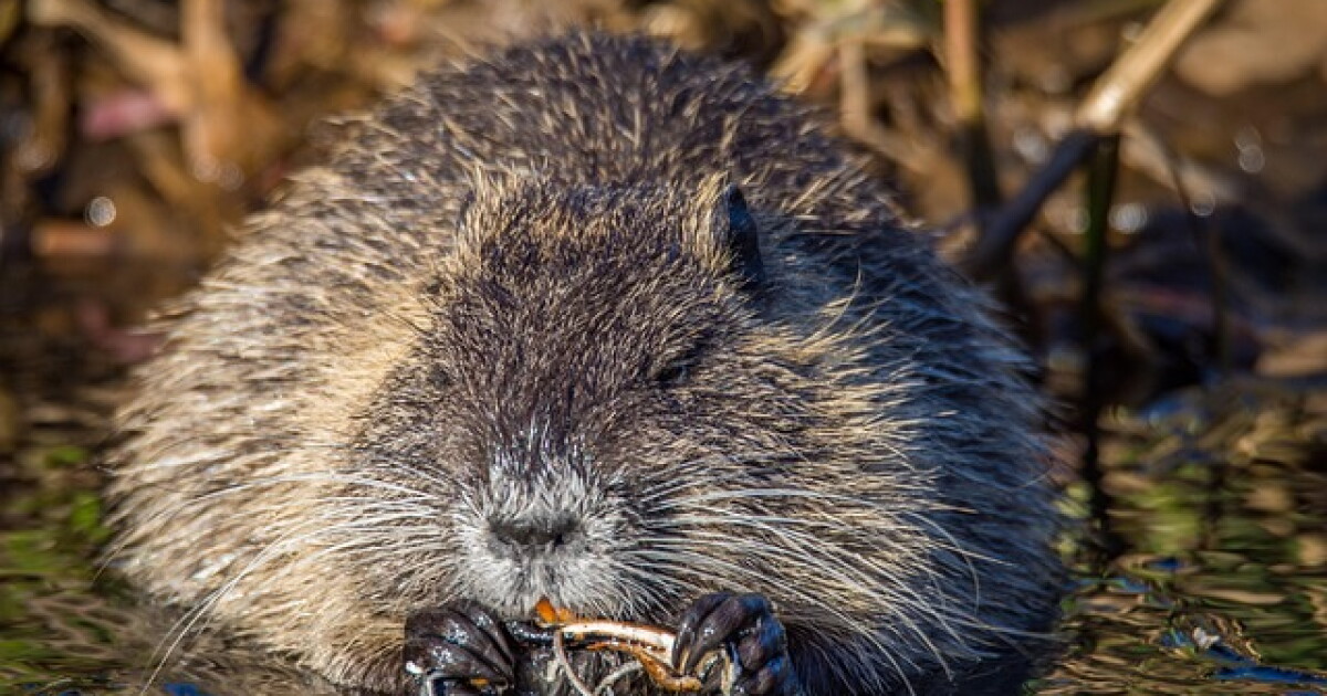 Muskrat Invasive Muskrats may be key to solving invasive aquatic plant problems, study ...