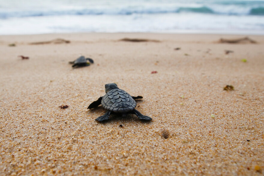 Baby loggerhead turtles crawling to the sea.