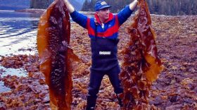 NOAA Researcher Mike Murphy holding Laminaria saccharina sugar kelp algae. Kelp grows over the winter months in Southeast Alaska, and is not difficult to farm. According to Markos Scheer, it’s a $20 billion industry worldwide. (NOAA photo/David Csepp)