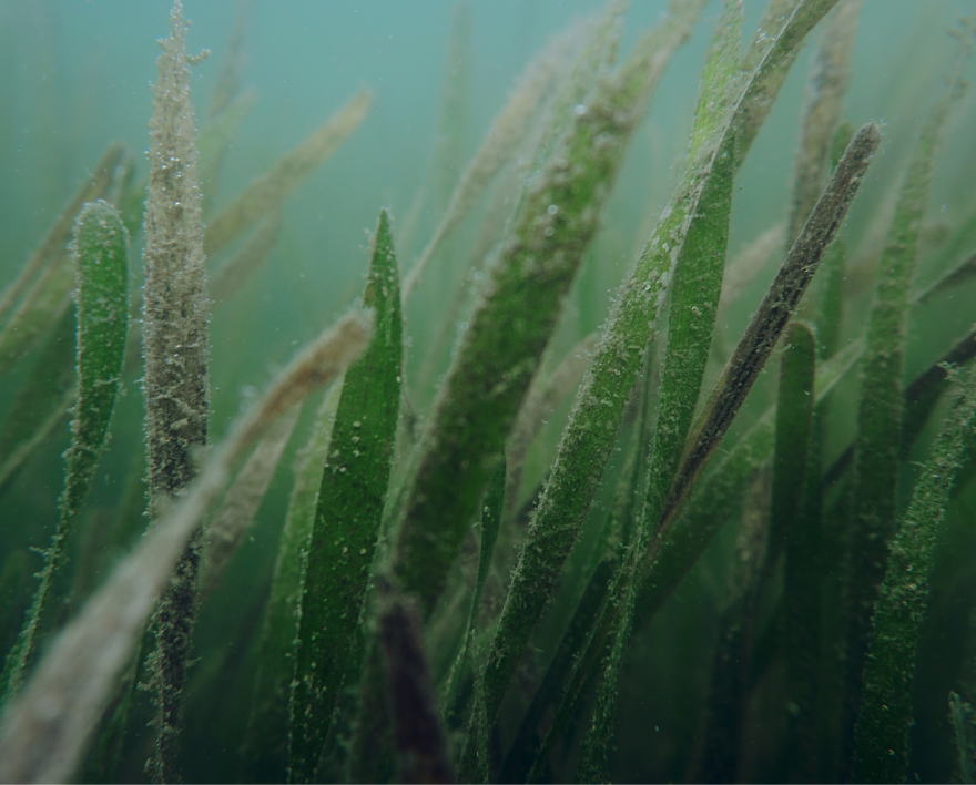 Close-up of under water sea grass. 