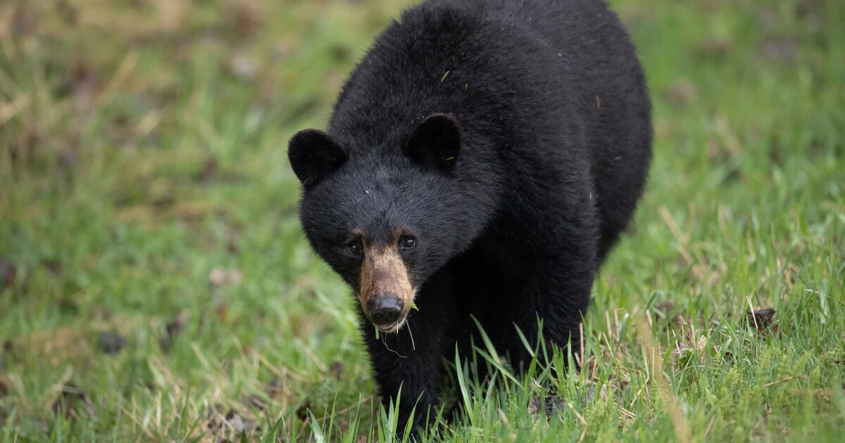 More bear hunting licenses statewide for Wisconsin in 2026