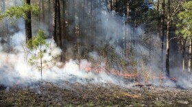 A prescribed fire burning at Land Between the Lakes.