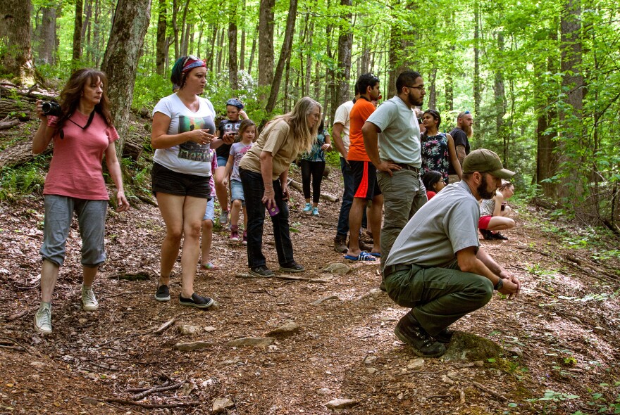 Ryan Williamson (crouching, right) studies the behavior of a black bear sow and her two young cubs, while also monitoring a crowd of tourists. "This is a safe distance," he says. Any closer and he'd scare the bears off.
