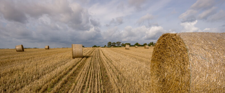 Rolls of hay sit in a field.