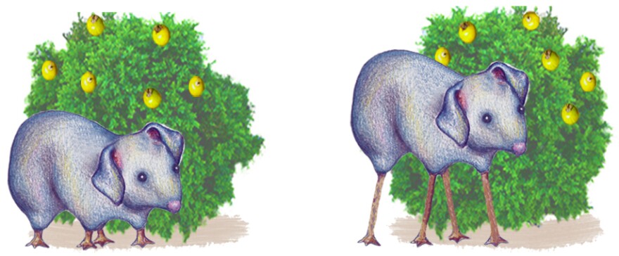 Current-day Wilkies (right) and ancestral Wilkies (left), fictional creatures from a study by Kelemen et al. (2014).