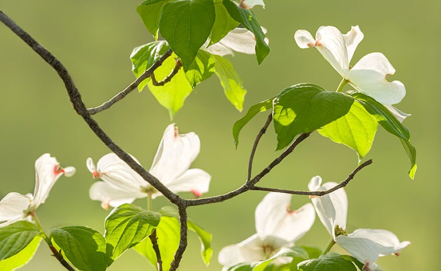 enlarge_Flowering-Dogwood_0652-2.jpg