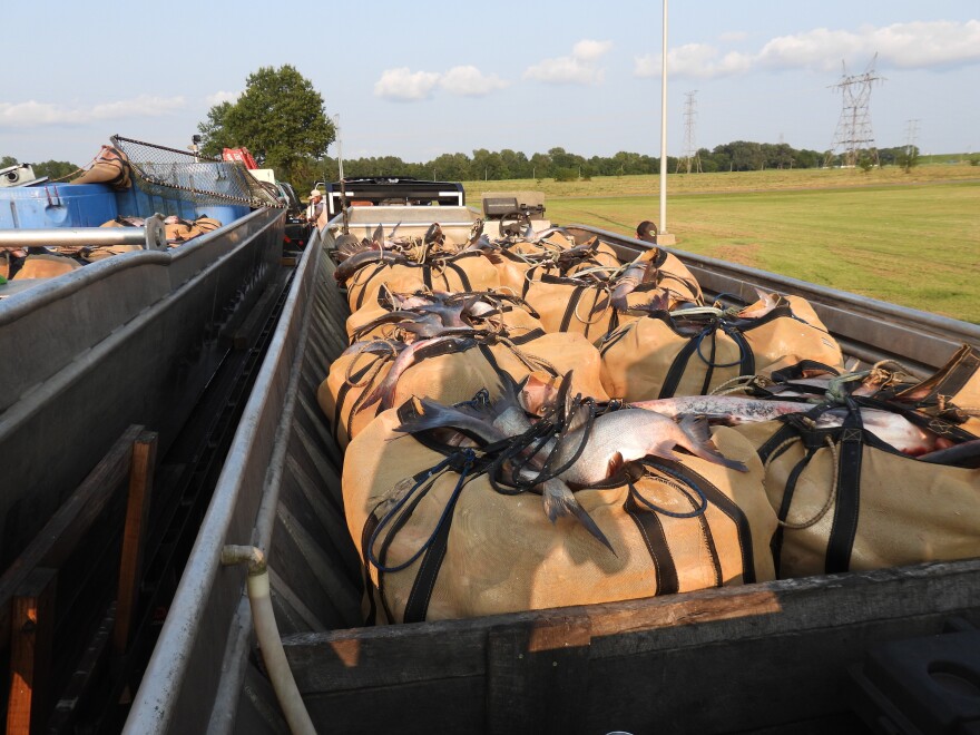 Half of the team's daily catch before being given to a local buyer