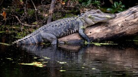 An alligator is lying on a log.