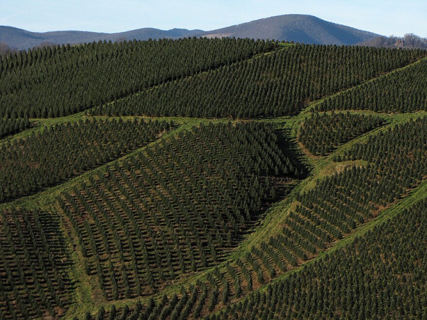 Great Harvest For Nc Christmas Tree Farmers Wunc Nc Christmas Tree Farms