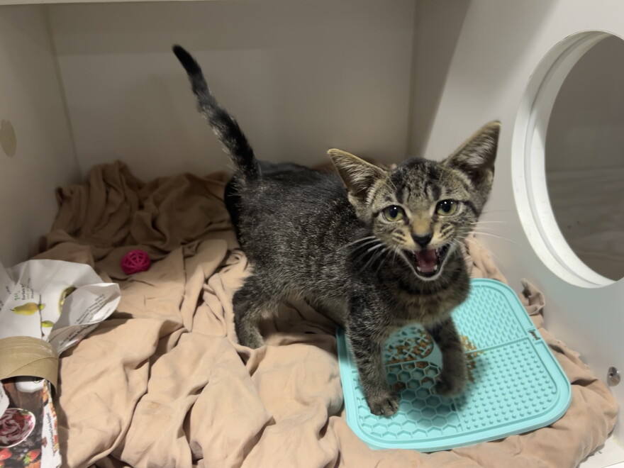 A small tabby kitten meows while standing in a cage.