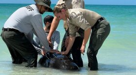 Members from the FWC and Collier Sheriff's Office, above, work to rescue a pilot whale calf stranded on a Collier County beach Monday. The animal will be humanely euthanized, the FWC said.