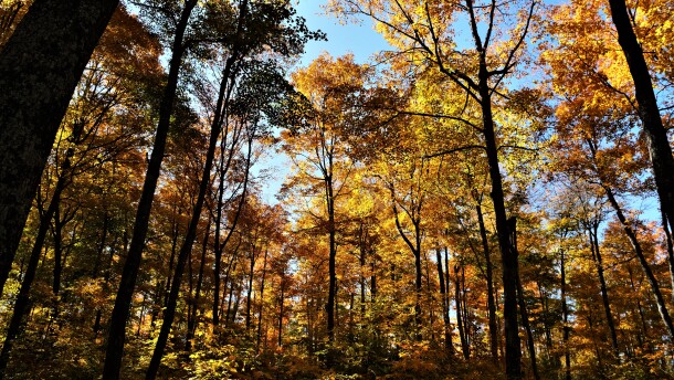 The Escanaba Trail System within the Northern Highland American Legion State Forest.