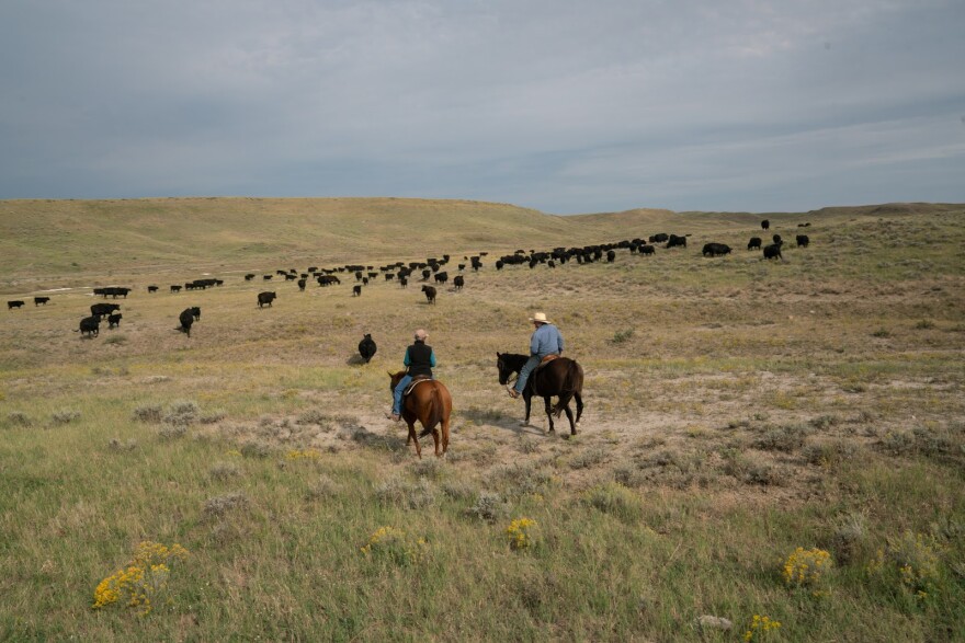 Photo of Conni and Craig French moving cattle.