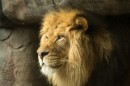 The Oregon Zoo bid farewell to Zawadi Mungu, one of the oldest male lions in North America. Conservationists say the beloved lion’s legacy is one of hope for his species, which considered vulnerable in the wild.