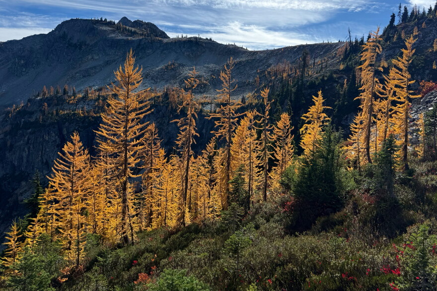 In this photo taken with a phone, golden larches glow in the sunlight in Okanogan-Wenatchee National Forest, near Mazama, Wash., Thursday, Oct. 8, 2026. (AP Photo/Annika Hammerschlag)