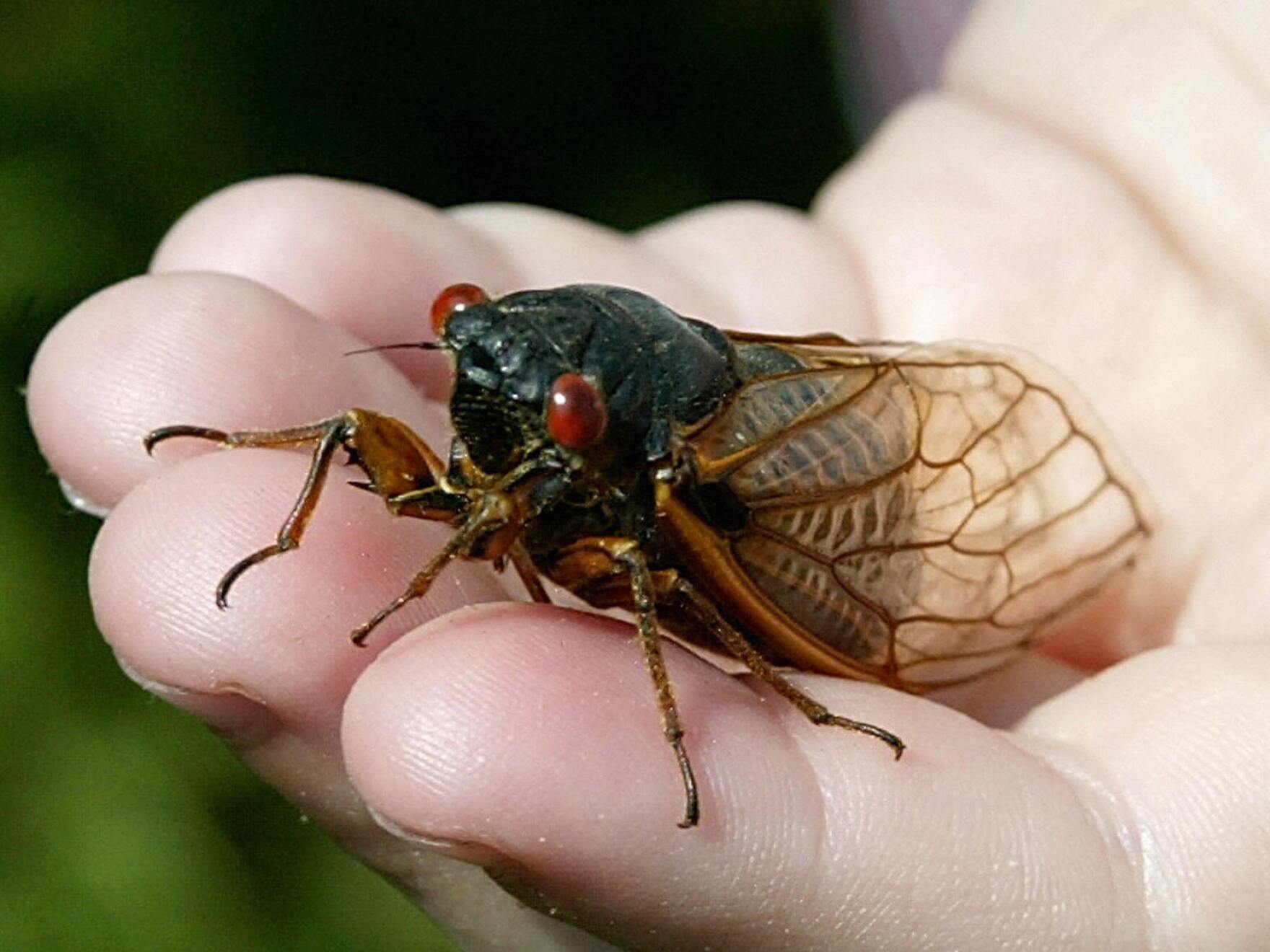 They're Back: Millions Of Cicadas Expected To Emerge This Year | WGCU ...