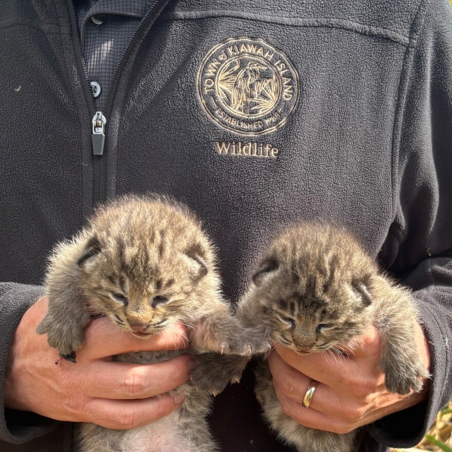 Wildlife officials show off the first bobcat cubs of the season on Kiawah Island, an important milestone in protecting their dwindling population in the area.