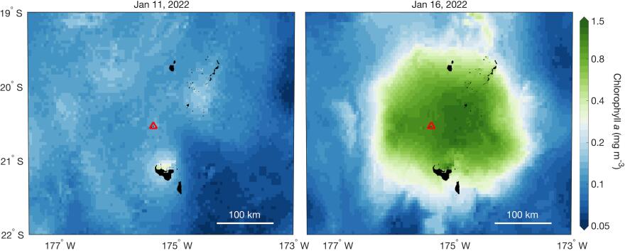 Maps of ocean chlorophyll from before (left) and after (right) the eruption.