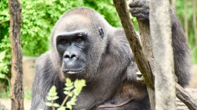 samantha gorilla cincinnati zoo