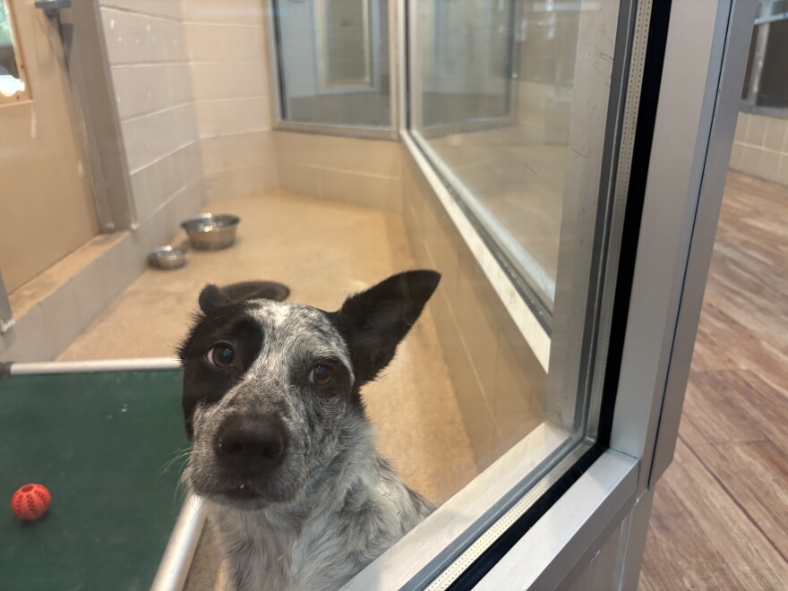Cowboy, an Australian cattle dog mix, sits in a windowed kennel at the Arlington animal shelter.