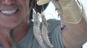 Shrimper Keo Nguyen displays a sample of wild caught Gulf of Mexico shrimp while on his boat docked east of Lake Borgne prior to bringing it to a seafood market Tuesday, Oct. 24, 2023.