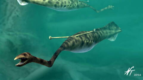 An artist’s rendition of Tullimonstrum gregarium, aka, the Tully Monster