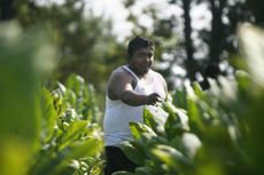 Jason Martinez helped James Osbourne top tobacco Thursday on a Mackville Road farm. Osbourne has 12 acres in the patch.