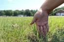 The Bermuda grass that Lindler Farms, in LExington, grows would be at least a foot tall by now, if the fields had received enough water. Loren Lindler shows how tall things are right now.