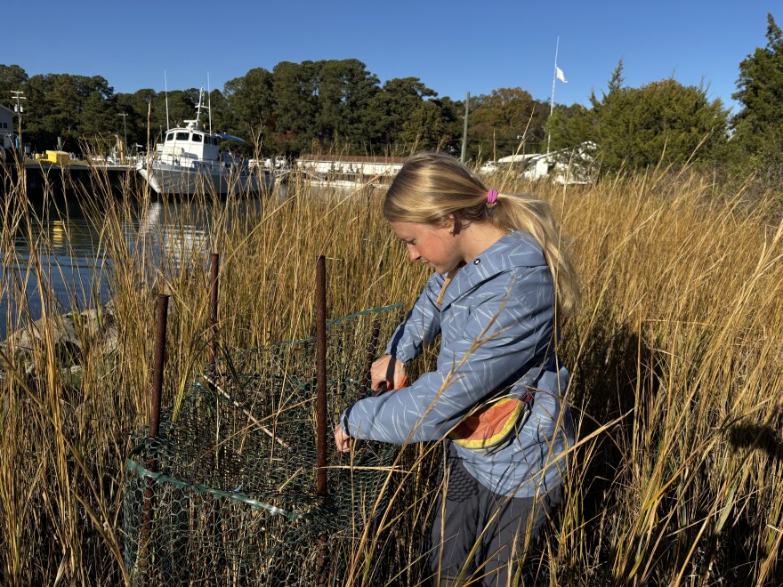 Doctoral student Ashley Rose cuts open an enclosure to check on mussels at a teaching marsh at the Virginia Institute of Marine Science in Gloucester Point on Thursday, Nov. 6, 2025.