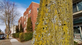 Under a proposed ordinance, homeowners in Seattle will have to follow new guidelines when planting trees in parking strips.