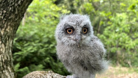 Nox, the Northern white-faced owl, when he was just two weeks old!