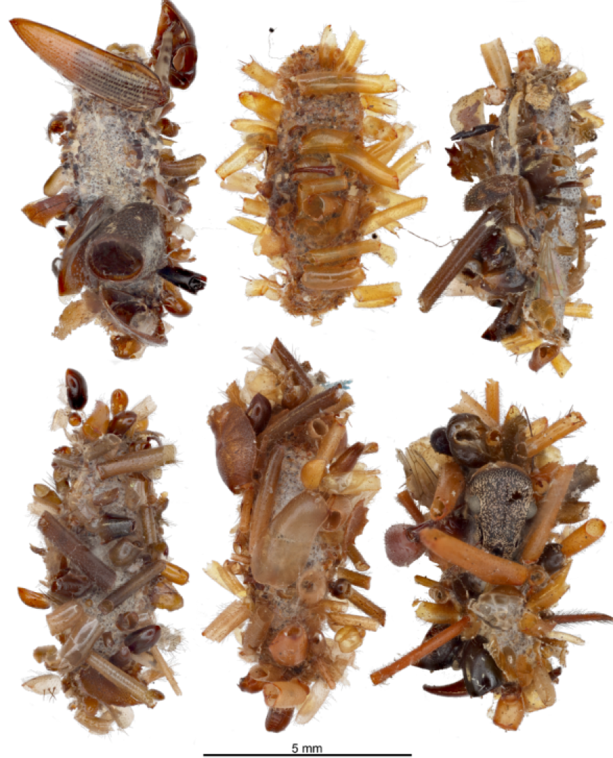 The various protective cases that the new bone collector species made with insect parts.