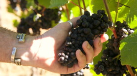 Paul Durant reaches out to inspect this year's pinot noir harvest on Sept. 8, 2026, in Dundee Hills, Ore.