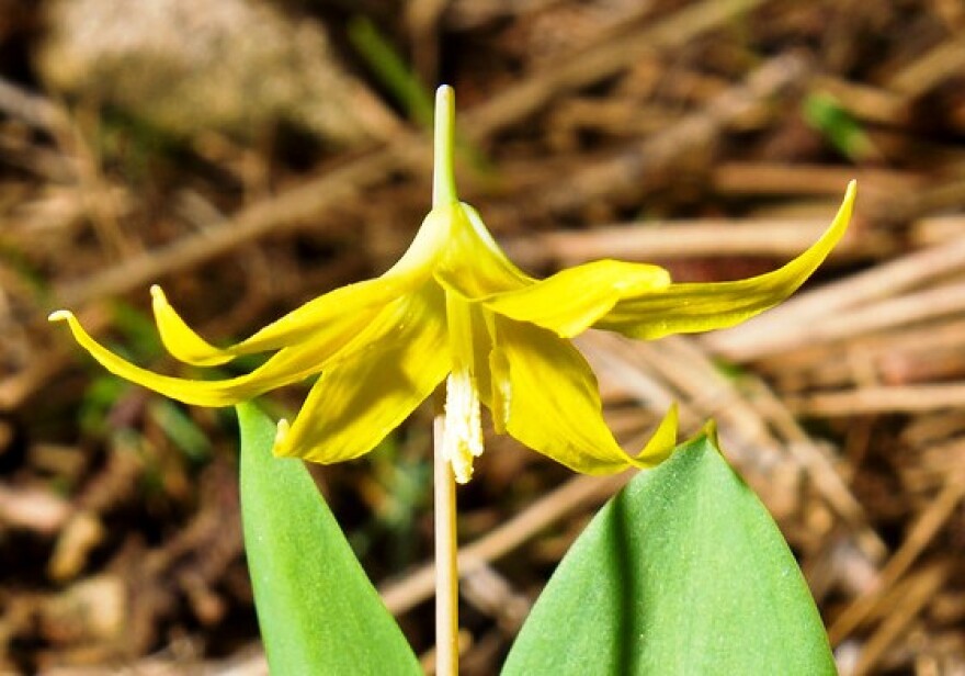 Glacier lily
