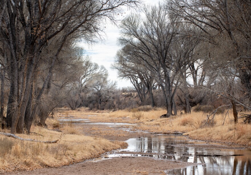 a shallow river flows through dry grass and leafless trees