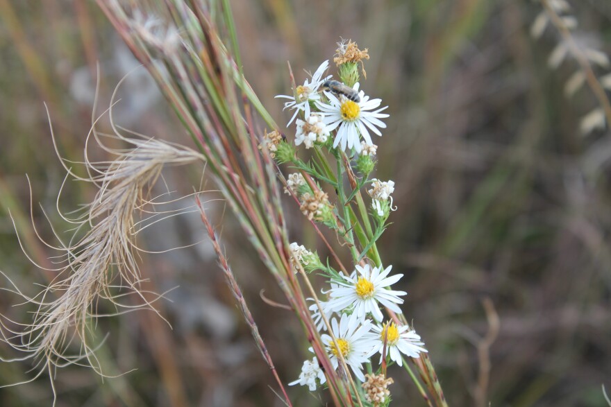 A pollinator on an aster flower.