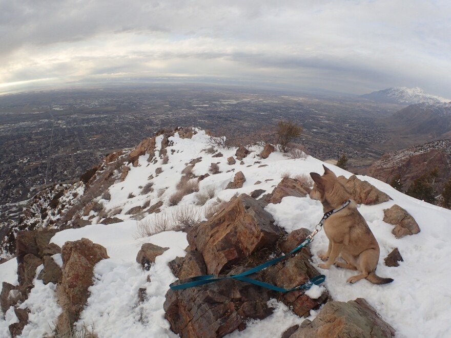A dog sits at the top of Mt. Olympus overlooking the Salt Lake Valley.