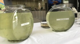 Bowls of gambusia fish, which Miami-Dade and other counties in Florida use in mosquito control. The fish eat mosquito larvae.
