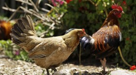 Side view of a buff-colored chicken and multicolor rooster, with small light-colored chick in the foreground, all outside on a sunny day