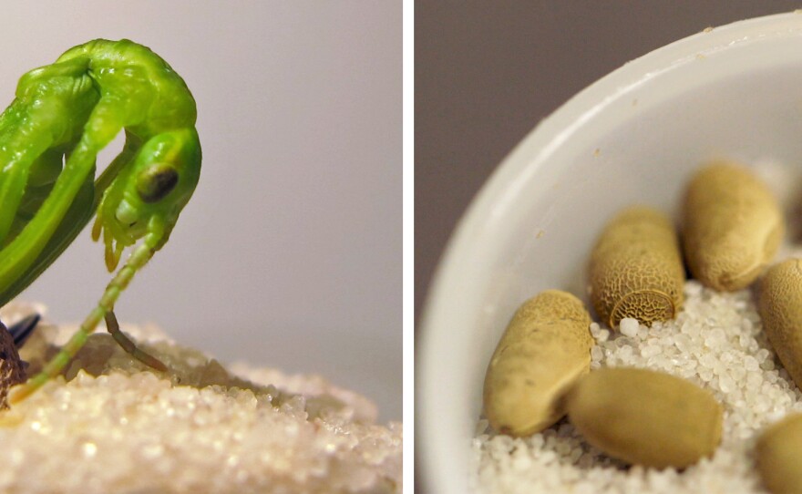 At left, a nymph hatches at the Melbourne Zoo. The San Diego Zoo received 300 eggs, at right, from Melbourne, along with advice on the insect's diet and behavior.