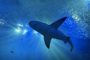 A shark swims in a large aquarium tank.