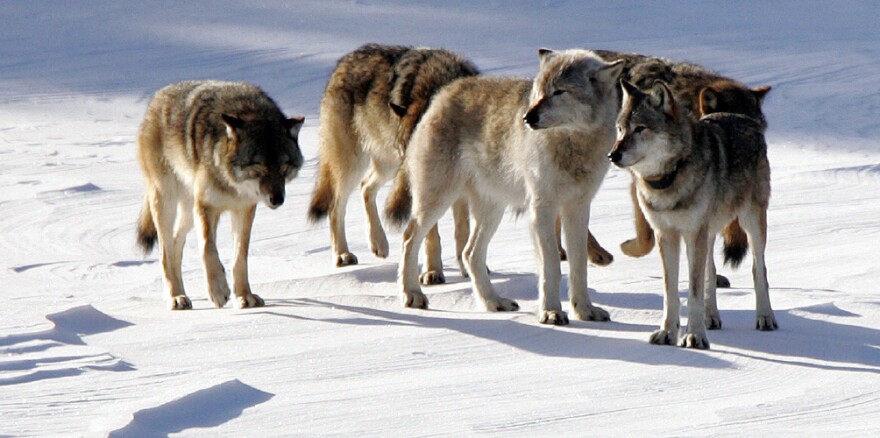 Isle Royale wolves