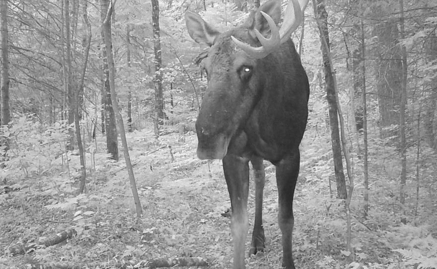 A moose in Iron County