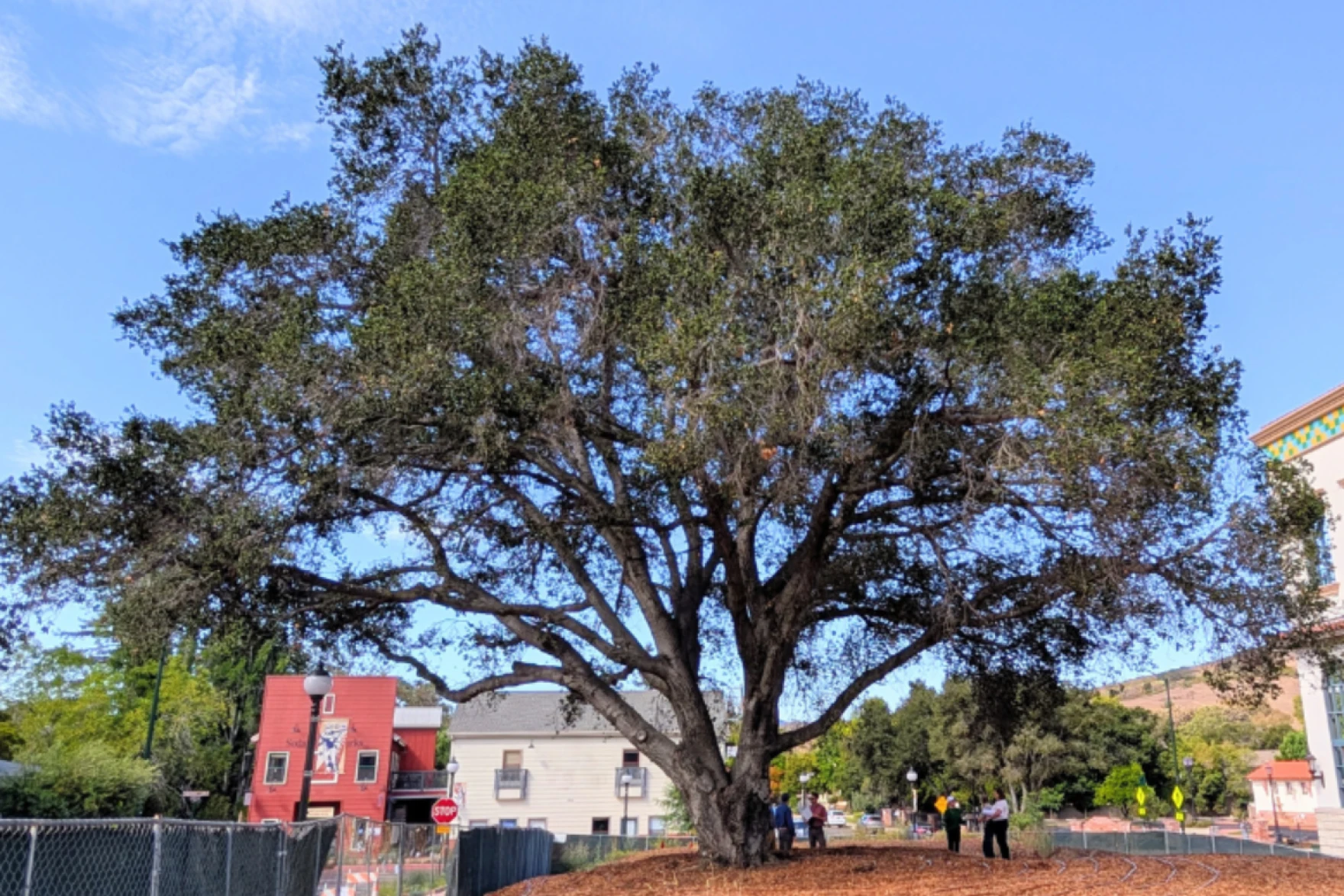 San Luis Obispo tries to save century-old oak tree slated for removal