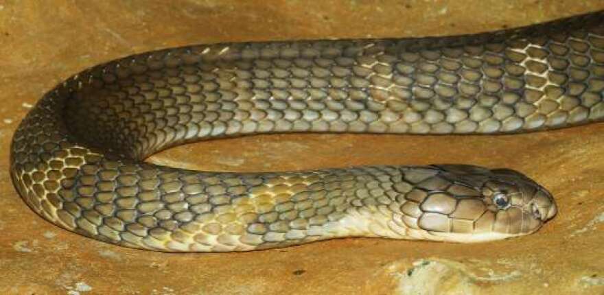 Stock king cobra image courtesy of Florida Fish and Wildlife.